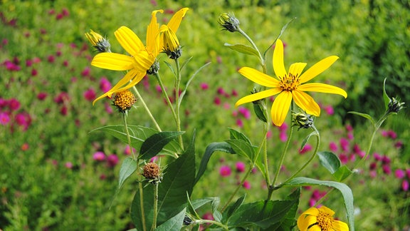 Mehrere gelbe Blüten vom Topinambur