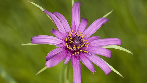 Blüte einer Haferwurzel