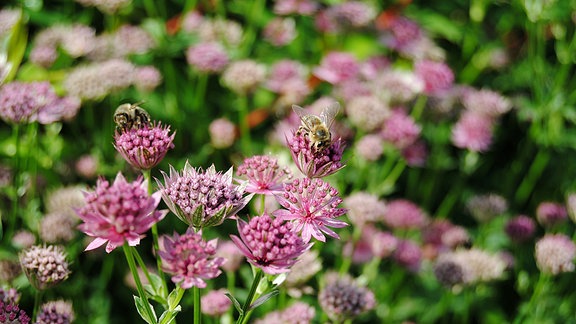 Sterndolden mit Bienen 