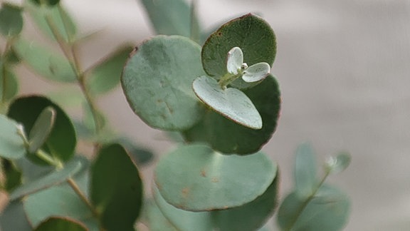 Blätter des Eukalyptus gunnii 