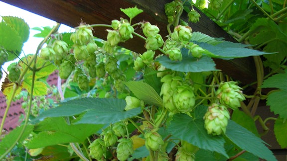 Hopfen 