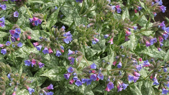 Lungenkraut Pulmonaria