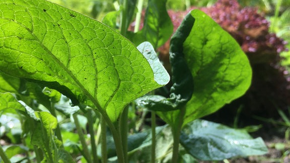 Guter Heinrich als Blattgemüse wächst in einem Gartenbeet