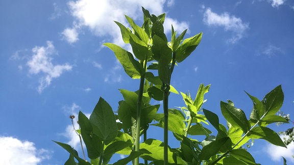 Zuckerwurzel wächst als hohe Grünpflanze in einem Garten