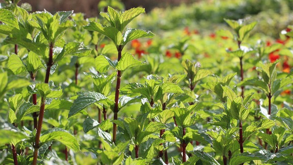 Echte Pfefferminze Mentha piperita wächst dicht nebeneinander.