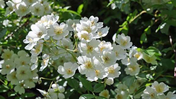 Eine weiß blühende Kletterrose der Rambler-Sorte Kiftsgate an einem Rankgerüst im egapark Erfurt