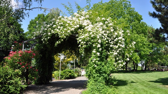 Eine weiß blühende Kletterrose der Rambler-Sorte 'Kiftsgate' an einem Rankgerüst im egapark Erfurt.