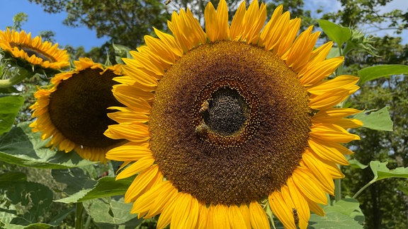 Blüte einer großen Sonnenblume mit Bienen.