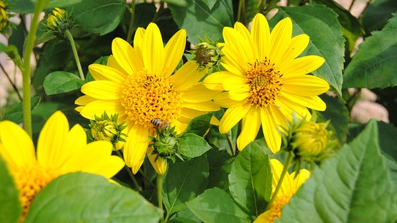 Zwei gelbe Blüten einer Stauden-Sonnenblume der Sorte Meteor