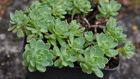 Steingartenpflanze Sedum Teppichfettblatt