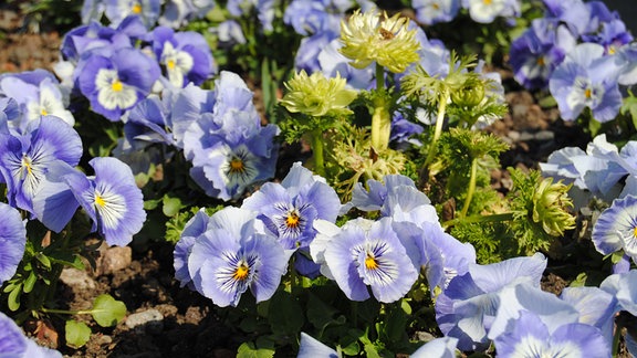 Beet mit weiß-blau blühenden Stiefmütterchen 