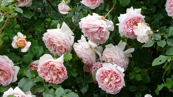 Rosa blühende Strauchrose der Sorte 'Abraham Darby'  