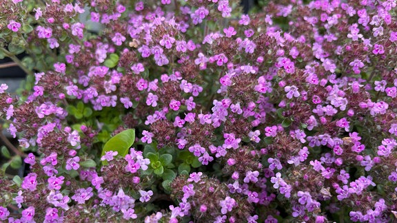 Rosa blühender Thymian der Sorte 'Wine-and-roses' (Thymus vulgaris spec).