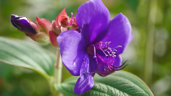 Blüte eines Veilchenbaums (Tibouchina urvilleana), auch Prinzessinnenstrauch genannt.