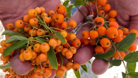 Links Früchte des Feuerdorns, rechts die ganz ähnlich aussehenden Früchte der Eberesche.