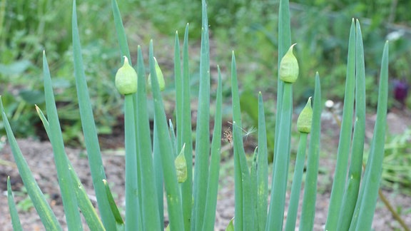 Winterheckenzwiebel