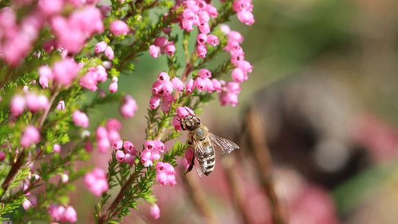 Eine Honigbiene sammelt Nektar aus den glöckchenartigen Blüten der Erica gracilis, einem Heidekrautgewächs. 