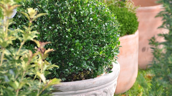 Berg Ilex im Kübel erinnert an Buchs; andere Kübeln im Hintergrund