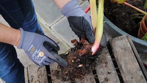 Eine Hand in einem Gartenhandschuh zeigt auf das Herz einer ausgegrabenen Rhabarber-Pflanze