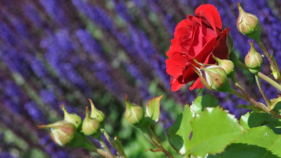 Eine rote Rosenblüte und Rosenknospen vor unscharfen blauen Blüten.