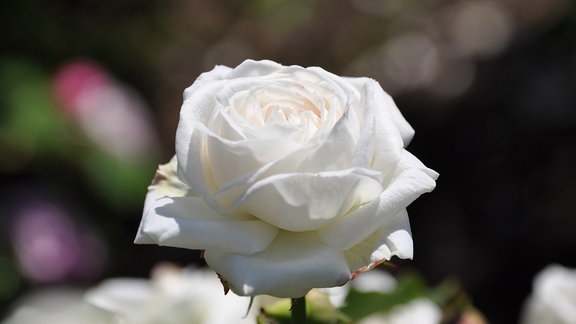 Detailaufnaheme einer weißen Rosenblüte in strahlendem Sonnenschein. Der Hintergrund ist unscharf.  