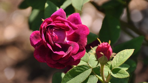 Eine rosarote Rosenblüte neben einer gleichfarbiten Rosenknospe mit grünen Blättern. 