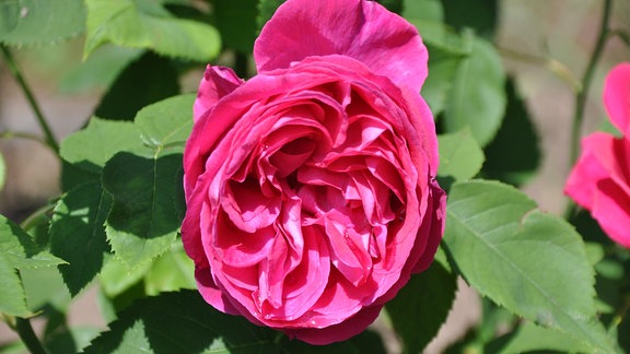 Blick auf eine rote Rosenblüte mit einzelnen Wassertropfen.