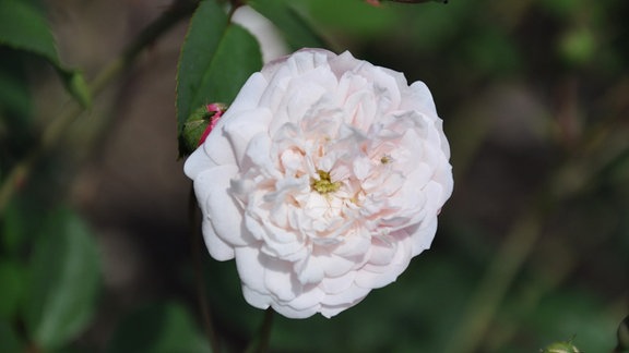 Nahaufnahme einer weißen Rosenblüte mit einem kleinen Tierchen.