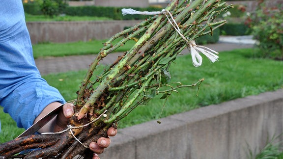 Eine Hand hält oben und in der Mitte zusammengebundene Rosenstiele, an denen noch die Wurzel dran ist.