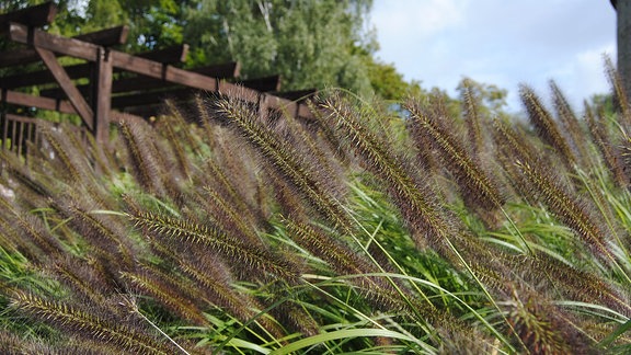 Dunkelbraune, haarige Blüten vom Japanischen Federborstengras im Egapark in Erfurt