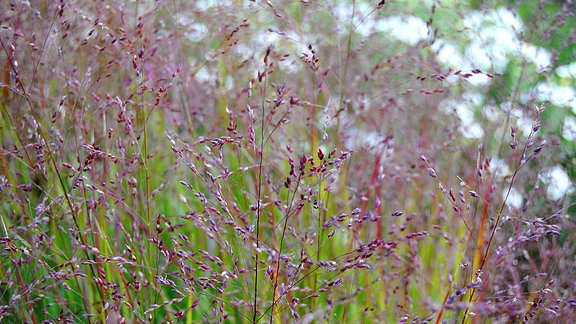 Violette Rispen der Rutenhirse (Panicum virgatum) mit dem Sortennamen Shenandoah in einem Staudenbeet im Egapark in Erfurt