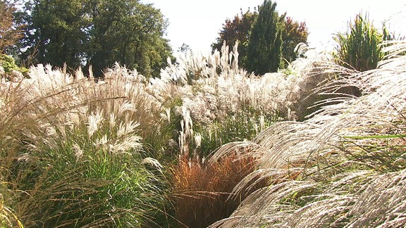 Ausladende Ziegräser der Sorte Miscanthus sinensis 'Bogenlampe' mit buscheligen Blüten