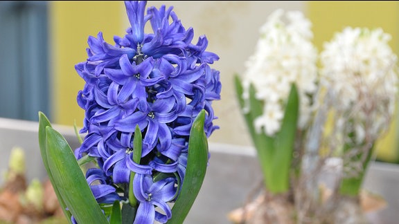 Eine blaue Hyazinthe in voller Blüte