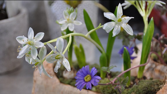 Scilla im Holzstamm