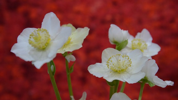 Blüten einer Christrose vor rotem Hintergrund. 