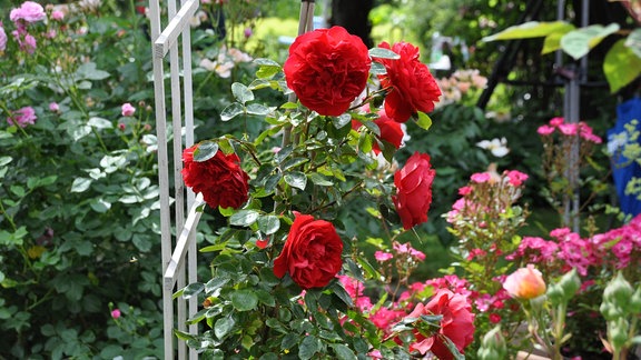 Eine rote Kletterrose vor einem weißen Holzgitter.