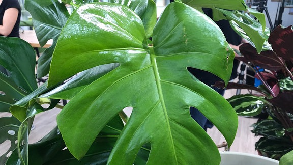 Blatt einer Monstera.