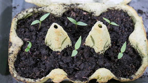 Paprika-Sprösslinge in einem Eierkarton, der mit Erde gefüllt ist von oben fotografiert.