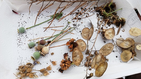 Verschiedene verblühte Blüten auf einem Tablett