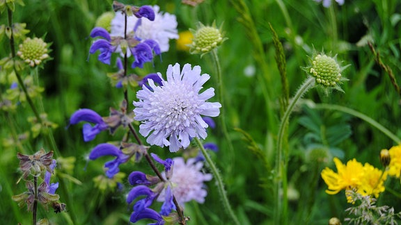 Acker-Witwenblume und Wiesen-Salbei auf Wildblumenwiese