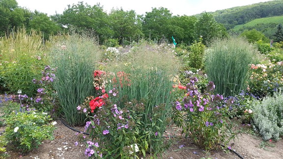 Panicum Heavy Metal