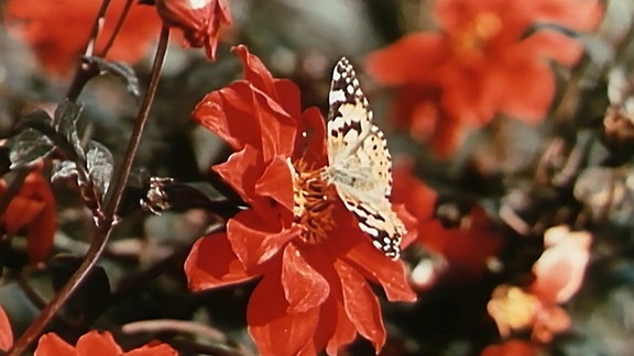 eine rote Blume mit einem Schmetterling 