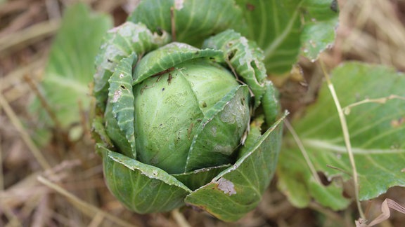 Weißkohl angefressen