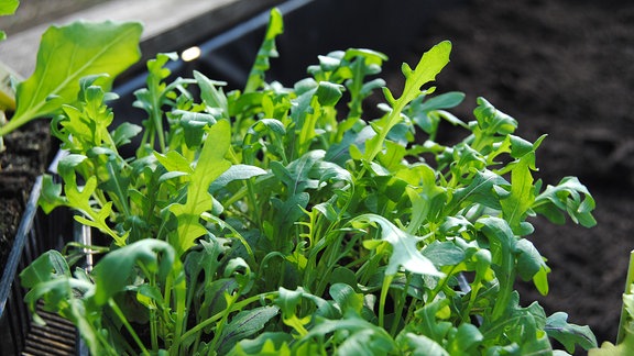 Rucola, auch Rauke genannt, auf dem Rand eines Hochbeetes.