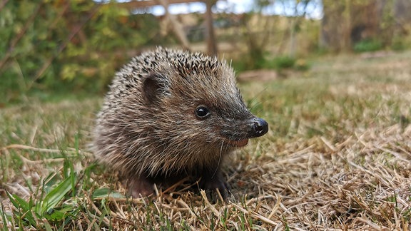 Ein Igel