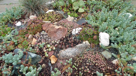 Auch im Freiland sind Beete mit Sukkulenten wie verschiedenen Arten von Kakteen und Sedum möglich und eine gute Lösung für trockene Standorte.