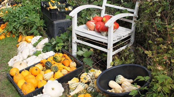 Vollherbst im Garten