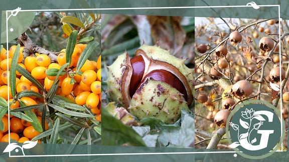 Zeigerpflanzen Spätherbst im phänologischen Garten-Kalender