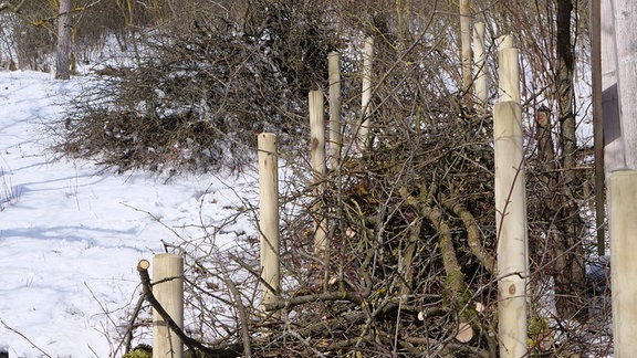 Zwischen Pfählen gestapelte Äste, Baumschnitt