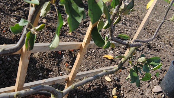 Apfelbaum am Spalier im Kübel